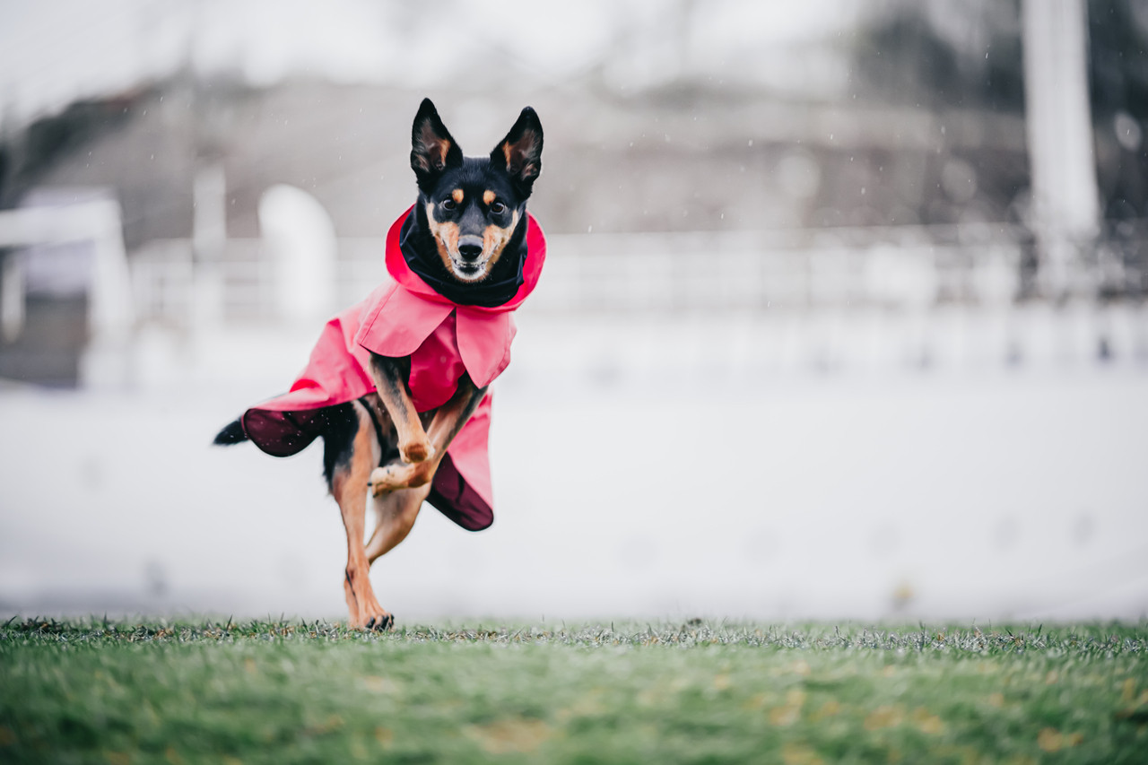 PAIKKA Reflekterande Regnjacka Hund rosa – 40