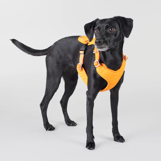 PAIKKA Reflekterande Hundsele orange – M