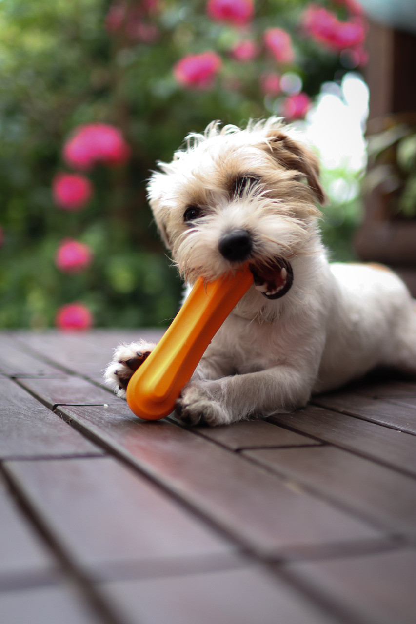 Fiboo Leksaksben Hund – Small Orange