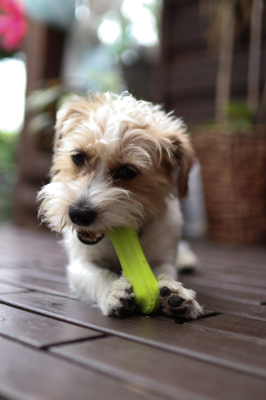Fiboo Leksaksben Hund – Large Grön