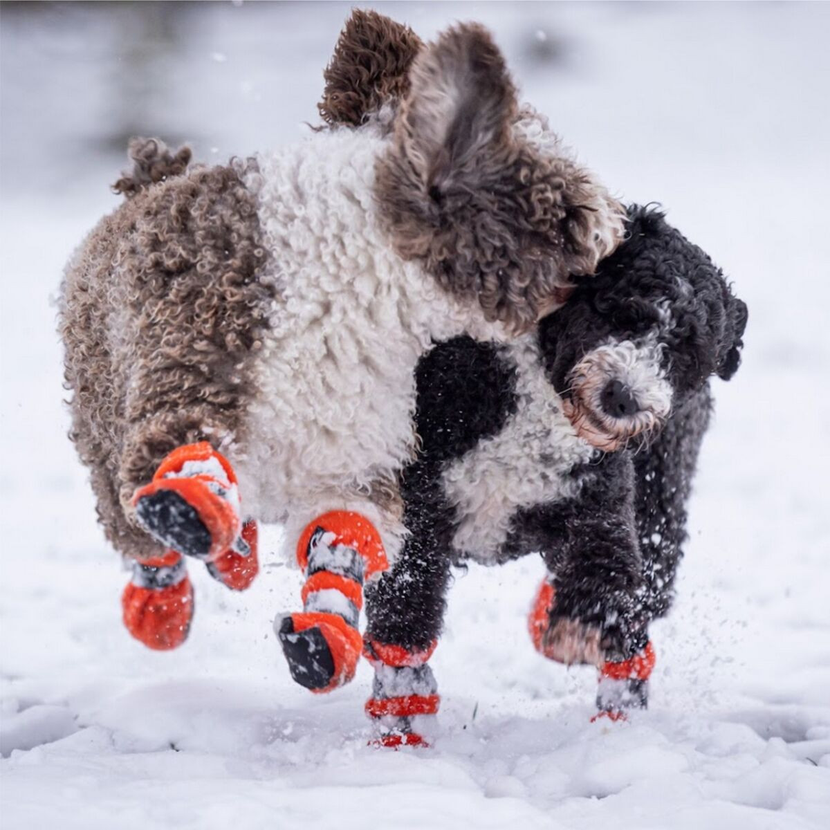 Halla Winter Booties Hundstrumpor 4-pack – Orange / XS