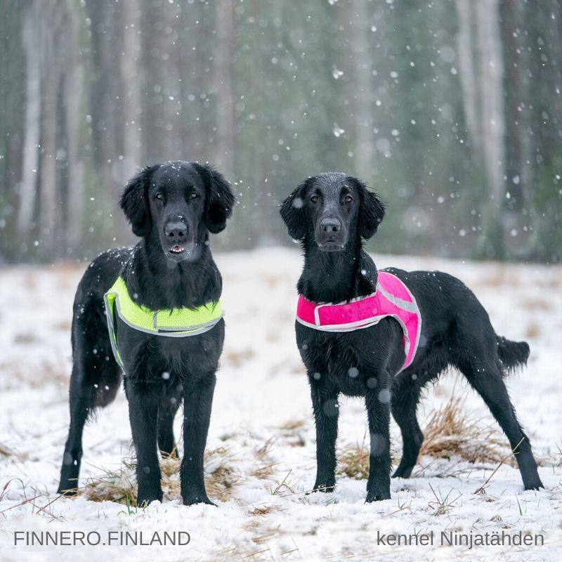 Atte Attention Vest Signalväst för Hund – Neonrosa / 3XL