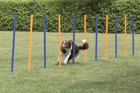 Agility Slalompinnar 12-pack till Hund – 12 st  x 115 cm