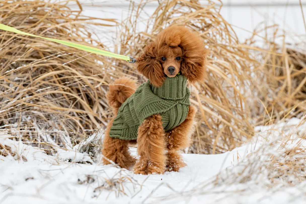 Wooly Stickad Hundtröja - XXS / Antracit