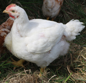 Cornish Rock Broiler (Male)