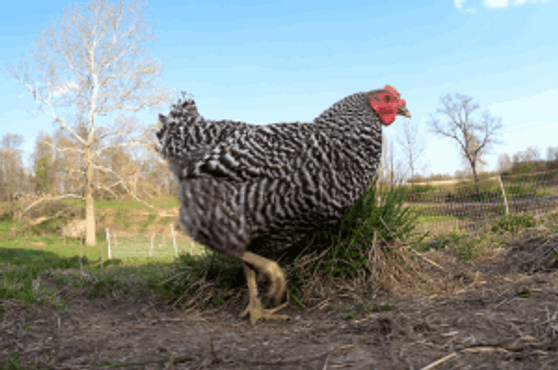 Barred Plymouth Rocks  Pullet (Female)