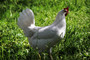 White Leghorn Pullet (Female)