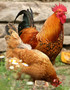 Rhode Island Red Pullet (Female)