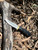 Max-Hunter Caping Knife - 3" Blade