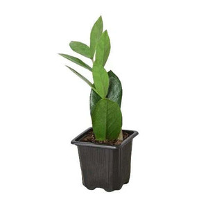 Zamioculcas Zamiifolia ZZ-8" Pot / Nursery Pot D245-8_ZAMIOCULCAS_ZAMIIFOLIA