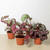 Begonia 'Rex' - 4 Pack Variety-4" Pot D245-4_BEGONIA_REX_4PK