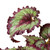 Begonia 'Rex' - 4 Pack Variety-4" Pot D245-4_BEGONIA_REX_4PK