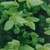  Garden Privacy Screen PVC 114.8'x0.6'Green A949-147849