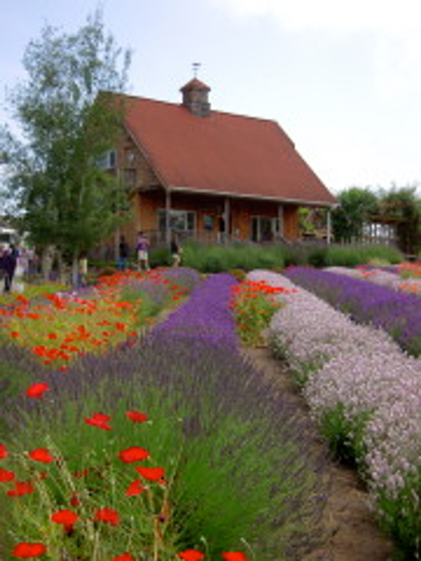 Sequim Lavender Festival Jasmine Pearl Tea Company