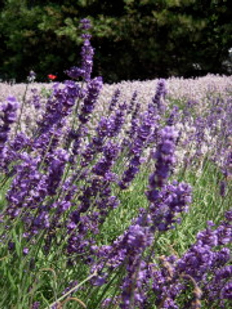 Spotlight on: Lavender