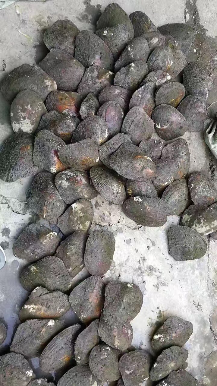 A visit to our pearl farm