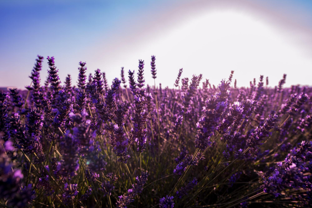 Essential Oils