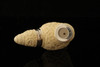 srv Premium - RC Reverse Calabash - Meerschaum Pipe with pocket case 14215