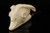Bull Skull Block Meerschaum Pipe with fitted case 14150