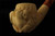 TIGER Hand Carved Meerschaum Pipe by Master Carver SENER 4240 in fitted CASE NEW