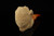 srv - Carved Eagle's Claw Block Meerschaum Pipe with custom case 15148