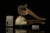 srv - Autograph Series Buffalo Block Meerschaum Pipe with case M2254