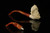 srv - Pirate Churchwarden Dual Stem Meerschaum Pipe with fitted case M2548