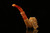srv - Skull with Wings Block Meerschaum Pipe with fitted case M2267