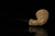 srv Premium - Lattice Acorn Block Meerschaum Pipe with fitted case M3234
