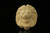 srv - Lion in Claw by Emin Brothers Block Meerschaum Pipe with fitted case M3298