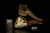 srv - Eagle Block Meerschaum Pipe with fitted case M3363