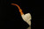 srv - Bearded Skull Block Meerschaum Pipe with fitted case M3393