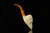 srv - Bearded Skull Block Meerschaum Pipe with fitted case M3393