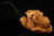 srv - Chimpanzee in Claw carved by Kenan Block Meerschaum Pipe with case 15476