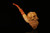 srv - Bearded Skull by Kenan Block Meerschaum Pipe with fitted case M3910