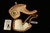 IMP Meerschaum Pipe - Alcamo Sitter - Hand Carved with fitted case i2698