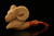 srv - Ram Block Meerschaum Pipe with fitted case M4421