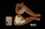 srv - Buffalo Block Meerschaum Pipe with fitted case M4605
