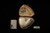 srv Premium - Bent Billiard Pocket Pipe Block Meerschaum Pipe with pocket case M4651