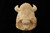 srv - Jumbo Buffalo Meerschaum Pipe Carved by I. Baglan with fitted case 15876
