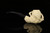 srv - Eagle's  Claw Block Meerschaum Pipe with fitted case M4935