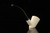 srv - Not a Sitter Block Meerschaum Pipe with fitted case M4974