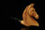 srv - Horse Block Meerschaum Pipe by Kenan with fitted case M4996