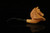 srv - Horse Block Meerschaum Pipe by Kenan with fitted case M4996