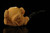 srv - Self Sitter Eagle's Claw Block Meerschaum Pipe by Kenan with fitted case M5221