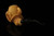srv - Self Sitter Eagle's Claw Block Meerschaum Pipe by Kenan with fitted case M5221