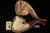 Chef Hand Carved Block Meerschaum Pipe by I. Baglan with custom case 10036