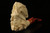 Viking Hand Carved Block Meerschaum Pipe with custom case 10108