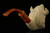 Viking with Eagle Block Meerschaum Pipe Carved by I. Baglan with custom CASE 10737