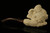 Eagle's Claw with Eagle Hand Carved Block Meerschaum Pipe with CASE 11004